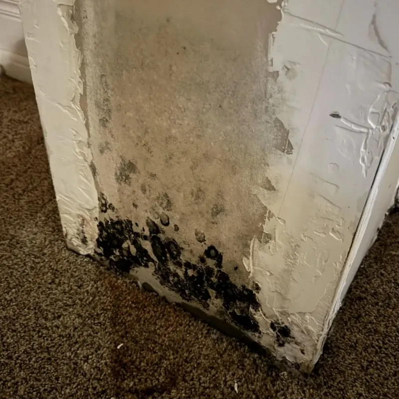 Professional Mold Removal in Tulia, TX